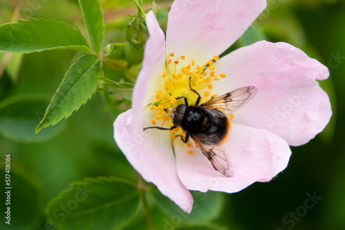 detailed close up of a beautiful pink dog rose (Rosa canina) with a Hoverfly (Volucella bombylans) feeding