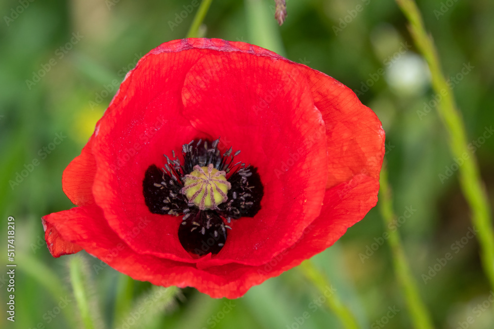 detailed close up of a Common Poppy (Papaver rhoeas) detailed close up of a Common Poppy (Papaver rhoeas)
