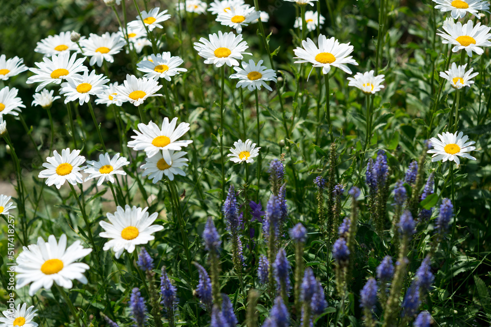 Fototapeta premium field of daisies