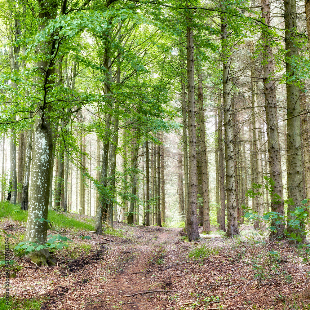 Secret and mysterious pathway in a countryside leading to a magical forest where adventure awaits. Quiet and scenic landscape with a hidden path or trail surrounded by lush trees, shrubs and grass Secret and mysterious pathway in a countryside leading to a magical forest where adventure awaits. Quiet and scenic landscape with a hidden path or trail surrounded by lush trees, shrubs and grass