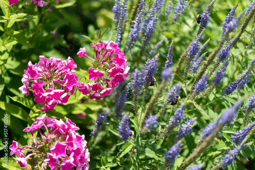 Fototapeta Naklejka Na Ścianę i Meble -  pink and violet flowers with bees