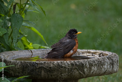 American Robin (Turdus migratorius) sits in a birdbath after taking a bath on a hot July day in southern Michigan