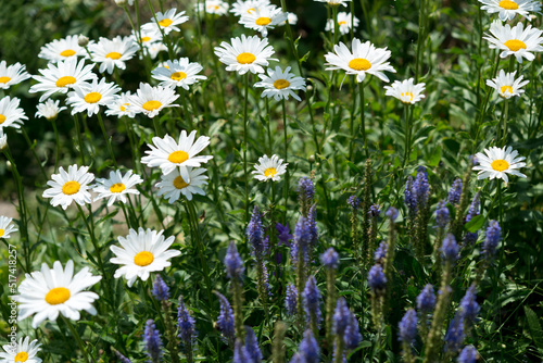 field of daisies