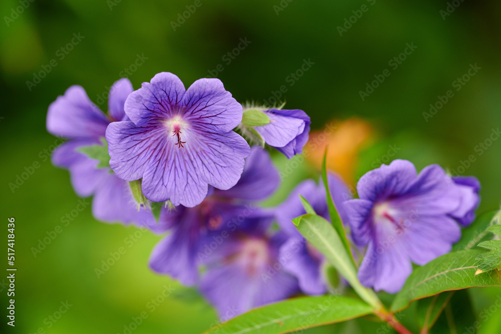 Closeup of cranesbill flowers growing, blooming on green bush stems in remote field, meadow or home garden. Texture detail of plants blossoming, flowering in backyard with bokeh copy space background Closeup of cranesbill flowers growing, blooming on green bush stems in remote field, meadow or home garden. Texture detail of plants blossoming, flowering in backyard with bokeh copy space background