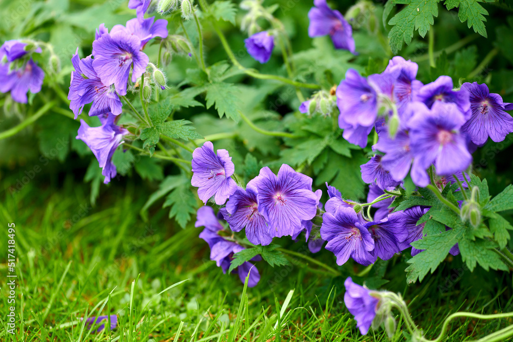 Purple cranesbill geranium flowers growing in a field or botanical garden on a sunny day outdoors. Beautiful plants with vibrant violet petals blooming and blossoming in spring in a lush environment