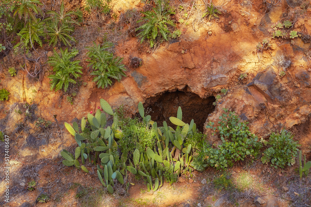 Green plants growing on desert land on a sunny summer day. Dry red rocky soil with green foliage and sunlight shining on a spring afternoon. Succulents appear on arid land between stones and rock Green plants growing on desert land on a sunny summer day. Dry red rocky soil with green foliage and sunlight shining on a spring afternoon. Succulents appear on arid land between stones and rock