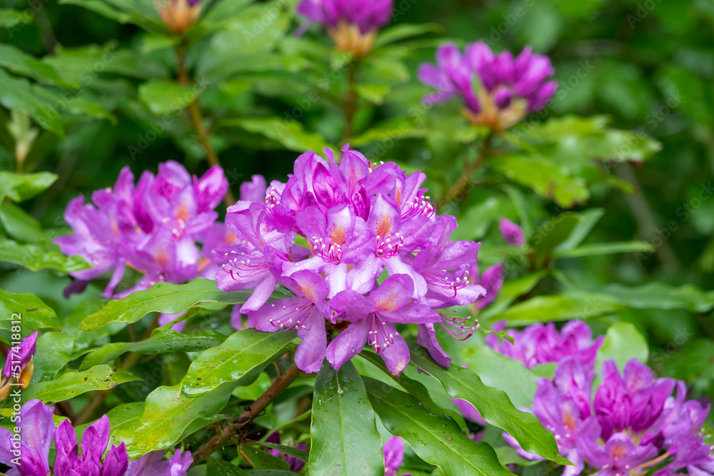Close up of a beautiful common Rhododendron (Rhododendron ponticum)