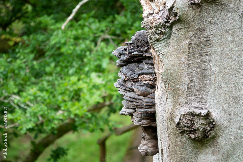 a large Blackening Polypore mushroom on the side of an oak tree