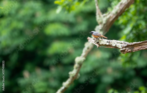 a common redstart (Phoenicurus phoenicurus) perched on the end of bare wood branch © Martin