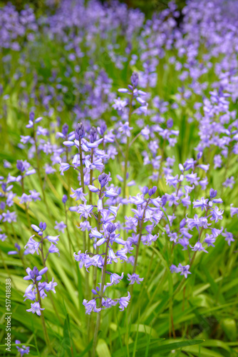 Closeup of spanish bluebell flowers or hyacinthoides non scripta blossoming in nature during spring. Closeup of bulbous and perennial purple plants with vibrant petals thriving in a garden outdoors