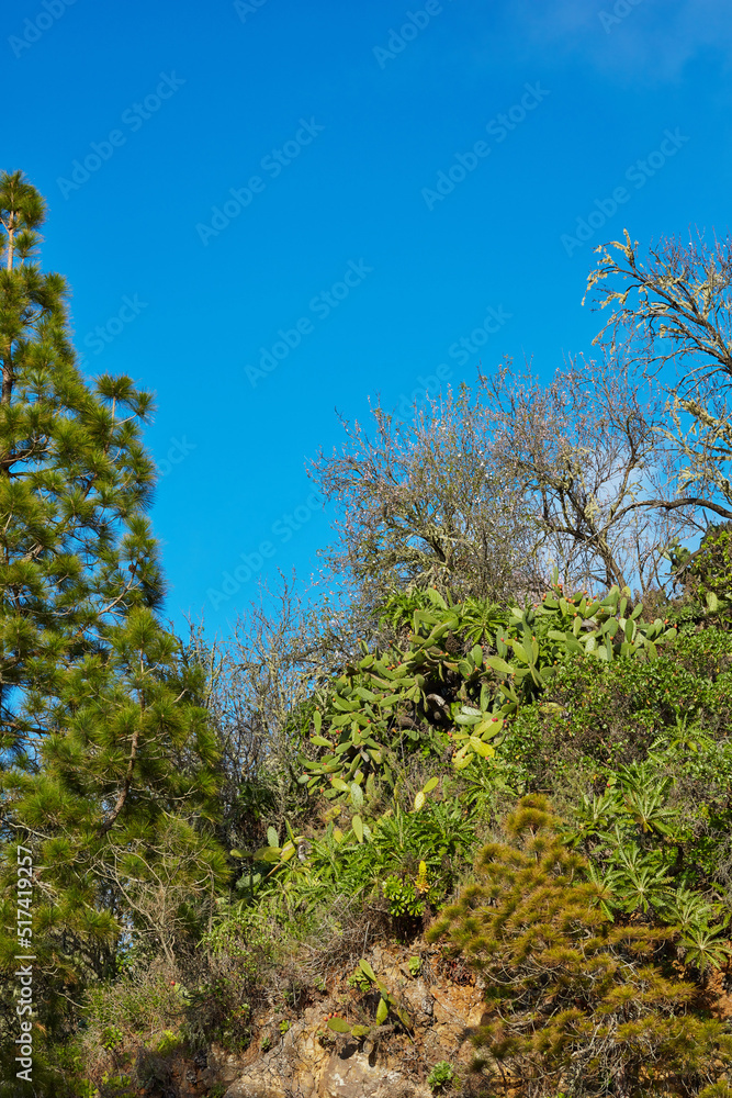 Green and lush forest on the Island of La Palma, Canary islands in Spain. Landscape view of trees and bushes on an exotic and tropical travel destination. Bushes and greenery in a deserted woods Green and lush forest on the Island of La Palma, Canary islands in Spain. Landscape view of trees and bushes on an exotic and tropical travel destination. Bushes and greenery in a deserted woods