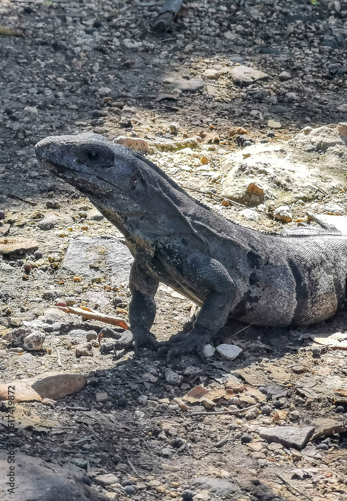 Iguana on ground Tulum ruins Mayan site temple pyramids Mexico. Iguana on ground Tulum ruins Mayan site temple pyramids Mexico.