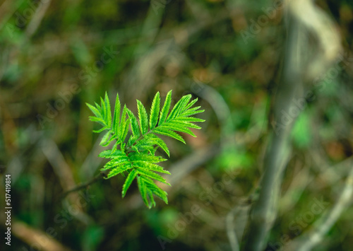 In the spring, new green leaves of the tree bloom in the forest. Rowan tree. Used in medicine.