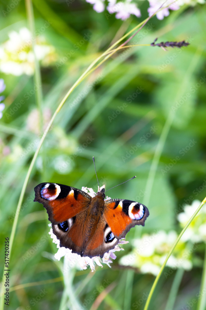 European Peacock Butterfly ( Aglais Io ) in its natural Environment in European Julian Alps - Triglav National Park Slovenia European Peacock Butterfly ( Aglais Io ) in its natural Environment in European Julian Alps - Triglav National Park Slovenia