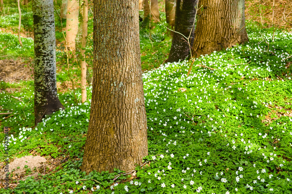 Blooming wood anemone Anemonoides nemorosa in the forest in early spring. White flowers and green vegetation growing between the trees on the forest floor. Moss covered tree trunks growing.