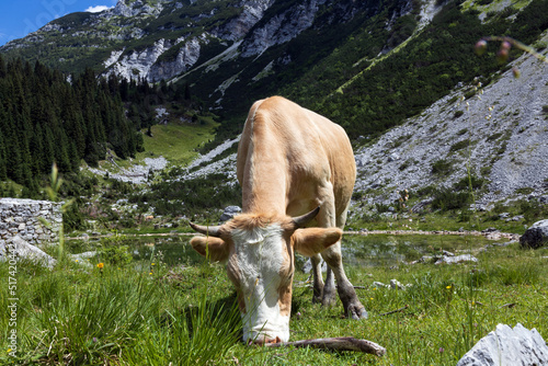 Dairy Cow on Free Range Pasture in Juklian Alps near an Alpine Lake - Duplje Lake Julian Alps Slovenia photo