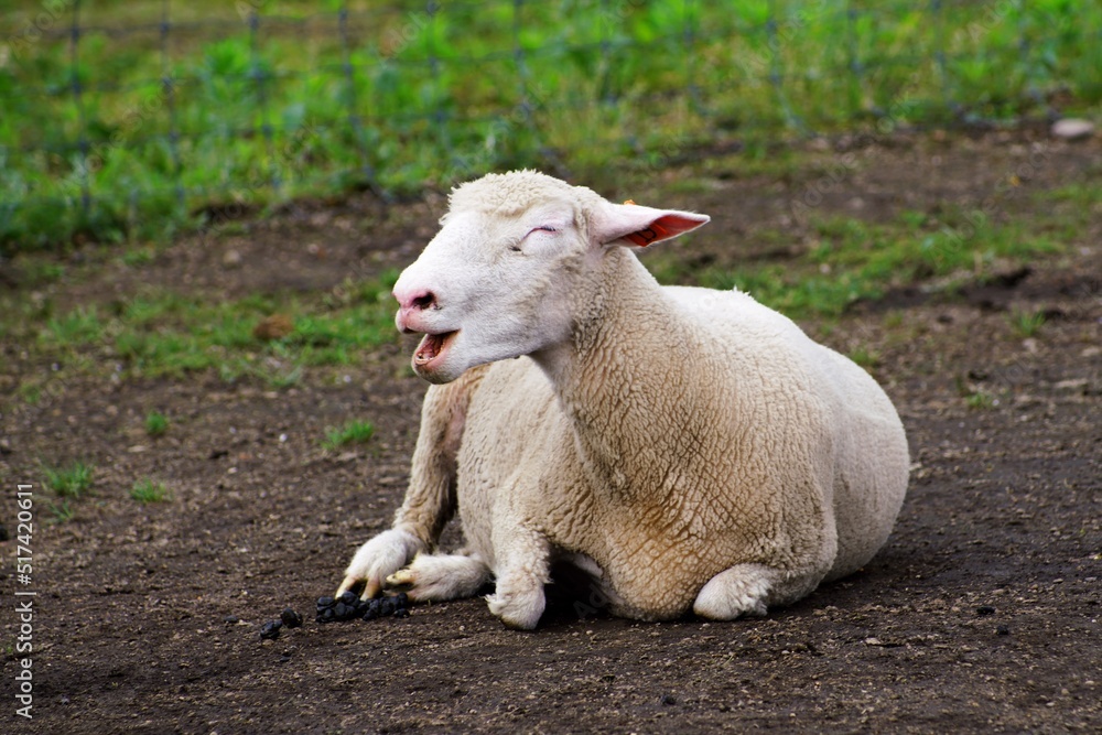 えこりん村の元気な羊たち