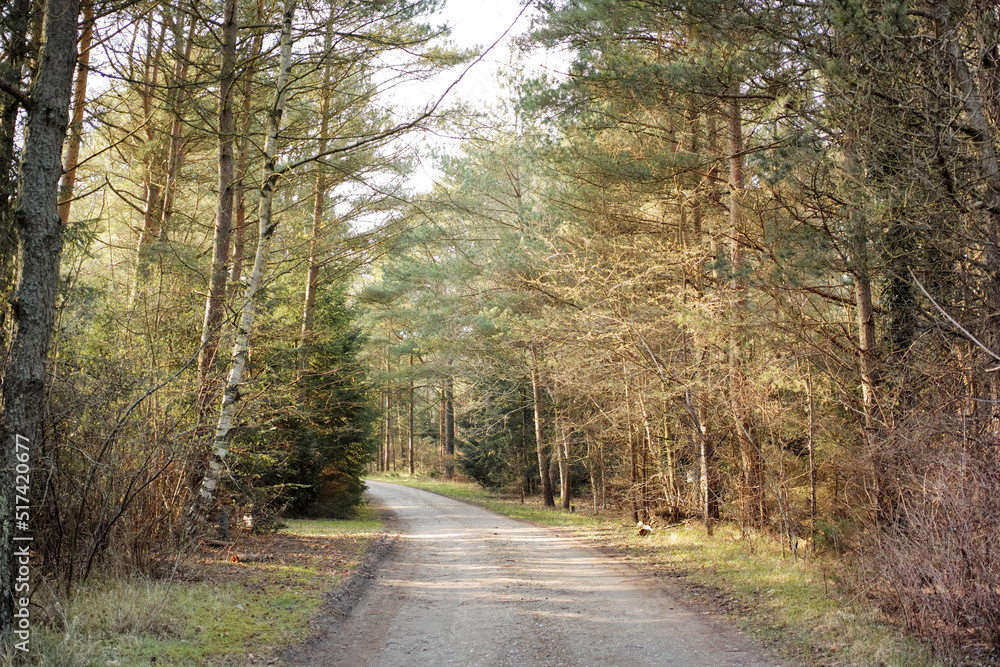 A road through a dry forest with tall lush green trees on a sunny summer afternoon. Peaceful and scenic landscape with a gravel path in the woods and sunlight shining on a spring day
