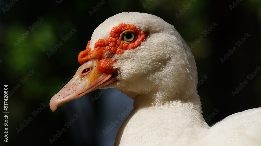 White Muscovy duck in the morning sun. Blur background. Focus is selected on the eye White Muscovy duck in the morning sun. Blur background. Focus is selected on the eye