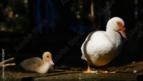 White Muscovy duck in the morning sun. Black background. Focus selected