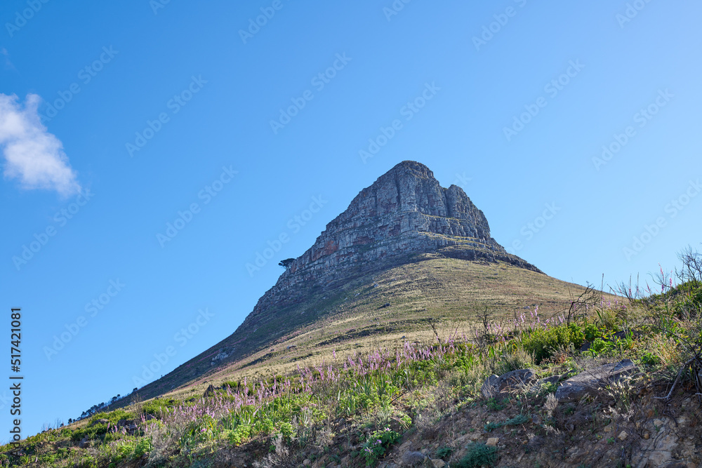 Landscape of a mountain against a clear blue sky with copy space. Mountain peak with lush green pasture and flowers thriving in a natural environment. Popular tourism location in South Africa