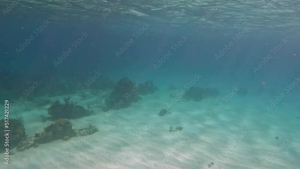 A barracuda swimming in the ocean near Cayman Islands. A barracuda swimming in the ocean near Cayman Islands.