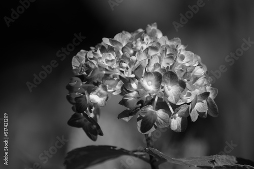 Wallpaper Mural Hydrangea in black and white Torontodigital.ca