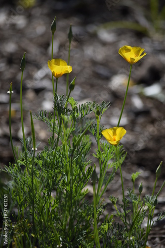 Wallpaper Mural yellow flowers Torontodigital.ca