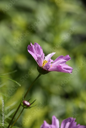 Wallpaper Mural pink flower in the garden Torontodigital.ca
