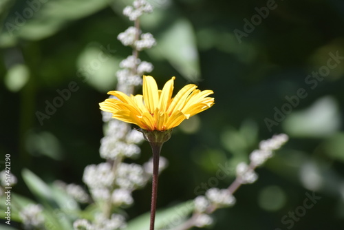 Wallpaper Mural yellow flower in the garden Torontodigital.ca
