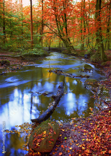 Beautiful and vibrant autumn forest and a stream flowing through it. The landscape of a river in the woods outdoors in nature near tall trees with yellow and orange leaves