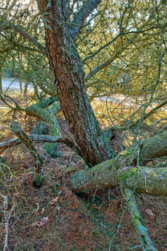 Tangled pine trees in a forest. Nature landscape of old tree trunks covered in moss or lichen with lots of branches  twigs and vines growing freely in a wild ecological environment