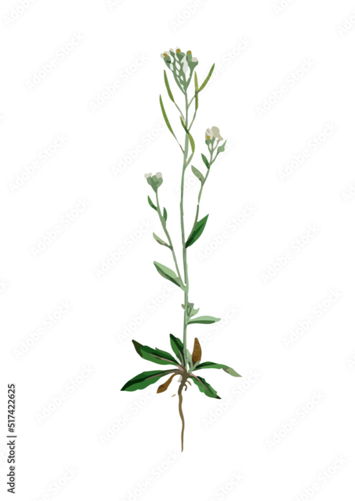 Flower with root. Watercolor illustration Flower with root. Watercolor illustration