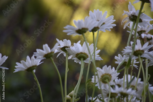 Wallpaper Mural flowers in the field Torontodigital.ca