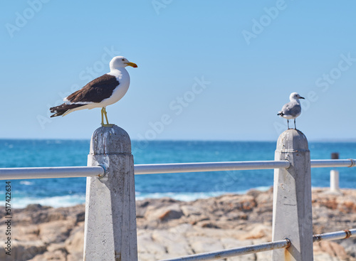Fototapeta Two seagulls perched on a barrier on the promenade by the harbour with copy space
