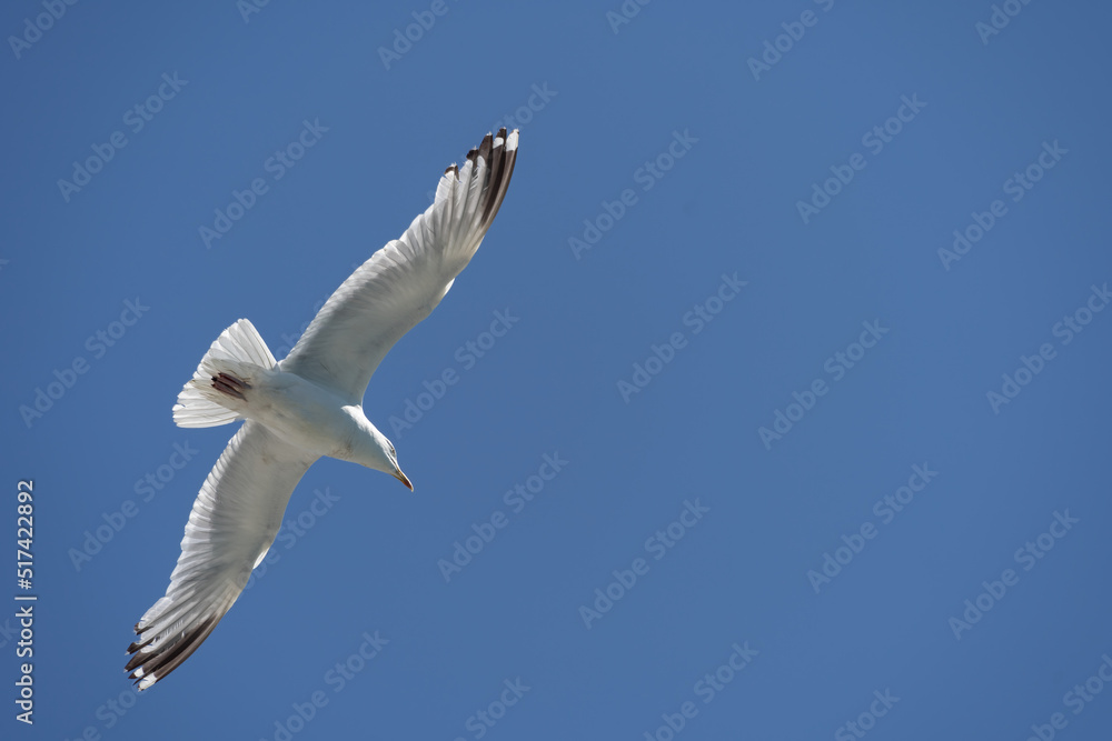 Common Gull, Larus canus, in flight at Brighton