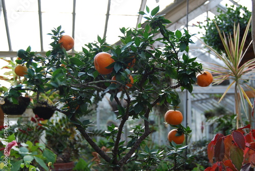 Wallpaper Mural oranges on tree Torontodigital.ca