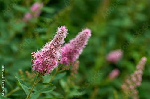 Closeup of a pink smartweed flower growing in a garden with blur background copy space. Beautiful outdoor water knotweed flowering pant with a longroot and leaves flourishing in a nature environment photo