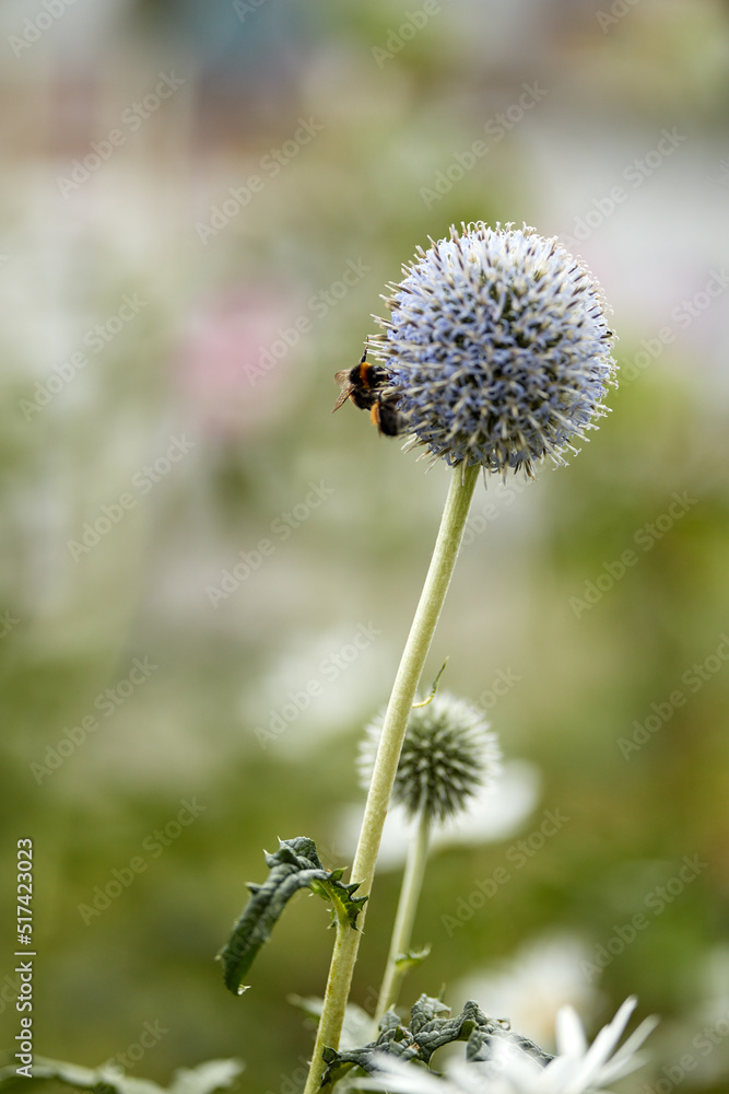 Blue Globe Thistle plant being pollinated by bees in a garden in summer against nature background. Spring wildflower flourishing and blooming on a field or meadow. Echinops in green park with insects Blue Globe Thistle plant being pollinated by bees in a garden in summer against nature background. Spring wildflower flourishing and blooming on a field or meadow. Echinops in green park with insects