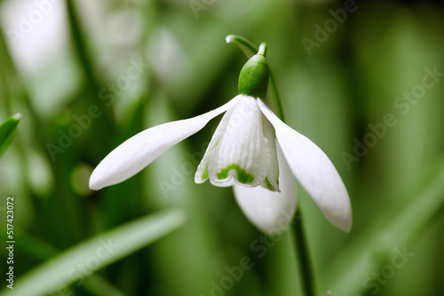 Closeup of white snowdrop flower or galanthus nivalis blossoming in nature during spring. Bulbous, perennial and herbaceous plant from the amaryllidaceae species thriving in a green garden outdoors