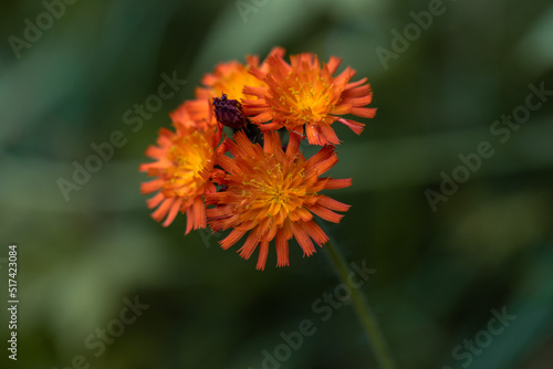 Fox-and-cubs