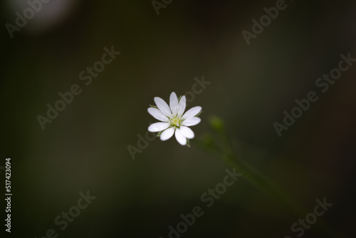 Starwort