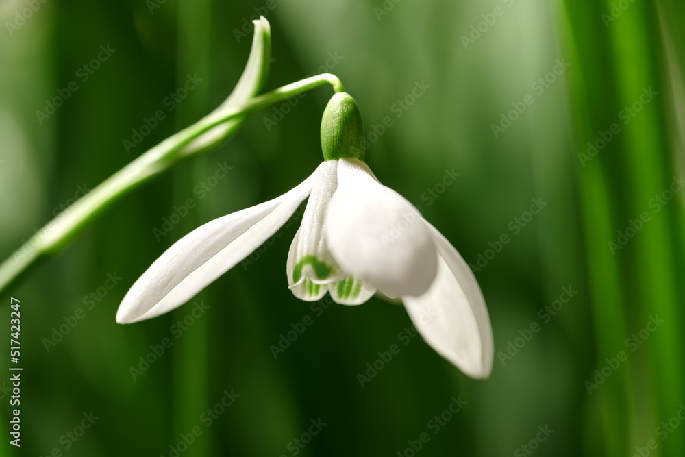 Closeup of a snowdrop flower on a nature green background with copy space. Common white flowering plant or Galanthus Nivalis growing with pretty petals, leaves and stem blooming during spring season Closeup of a snowdrop flower on a nature green background with copy space. Common white flowering plant or Galanthus Nivalis growing with pretty petals, leaves and stem blooming during spring season