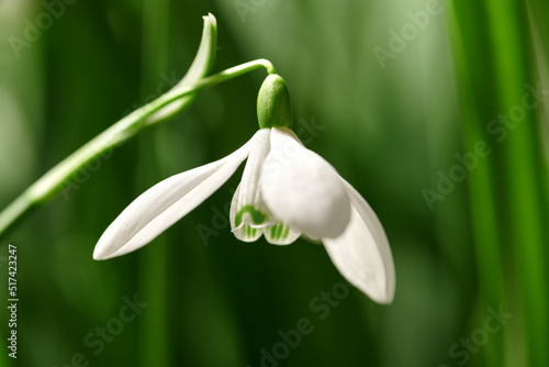 Closeup of a snowdrop flower on a nature green background with copy space. Common white flowering plant or Galanthus Nivalis growing with pretty petals, leaves and stem blooming during spring season