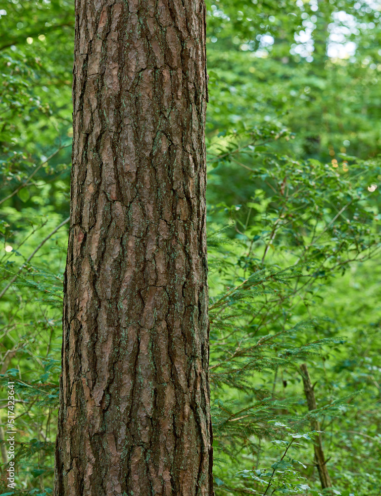 Closeup of a tree trunk in a forest. A beautiful wild nature landscape of lush green leaves in the woods or an eco friendly environment with details of old bark textures and patterns