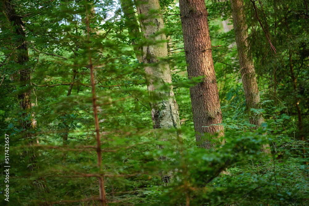 Many green trees and bushes in a saturated forest. A scenic nature landscape of an empty jungle with lush foliage. A wild outdoor environment with lots of plants in spring or summer Many green trees and bushes in a saturated forest. A scenic nature landscape of an empty jungle with lush foliage. A wild outdoor environment with lots of plants in spring or summer
