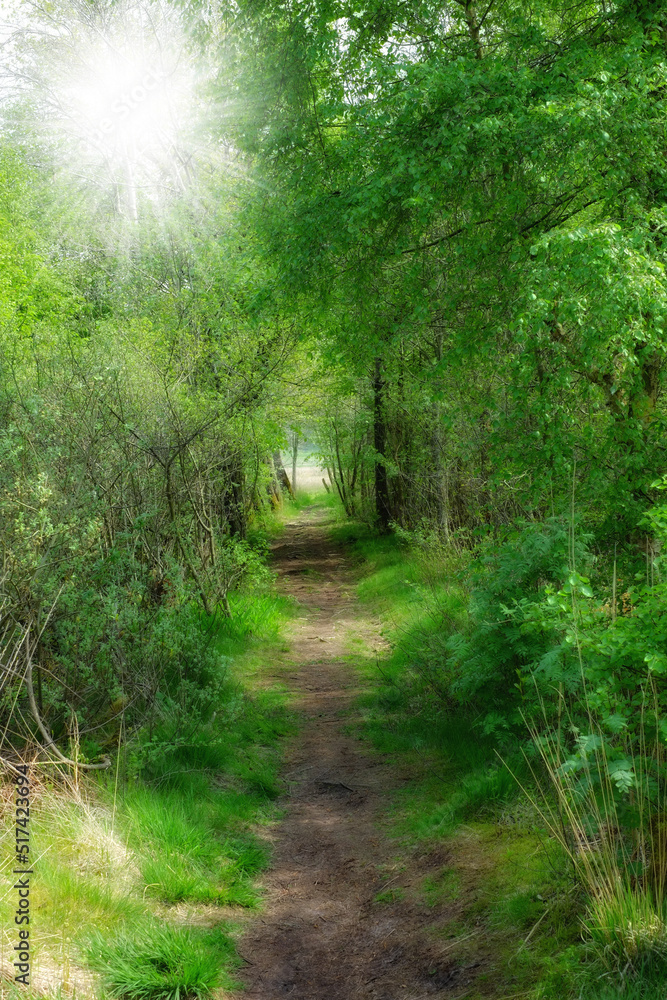 Scenic pathway leading to a hidden location in nature in a Danish forest in springtime. Secluded secret path looking like a fairy tale in a forest for adventure and hiking. Empty footpath in a woods Scenic pathway leading to a hidden location in nature in a Danish forest in springtime. Secluded secret path looking like a fairy tale in a forest for adventure and hiking. Empty footpath in a woods