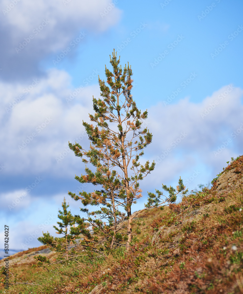 Landscape view of pine, fir or cedar trees growing on a hill with a blue sky background, copy space, clouds. Wood trees in remote coniferous forest. Environmental nature conservation of resin plants