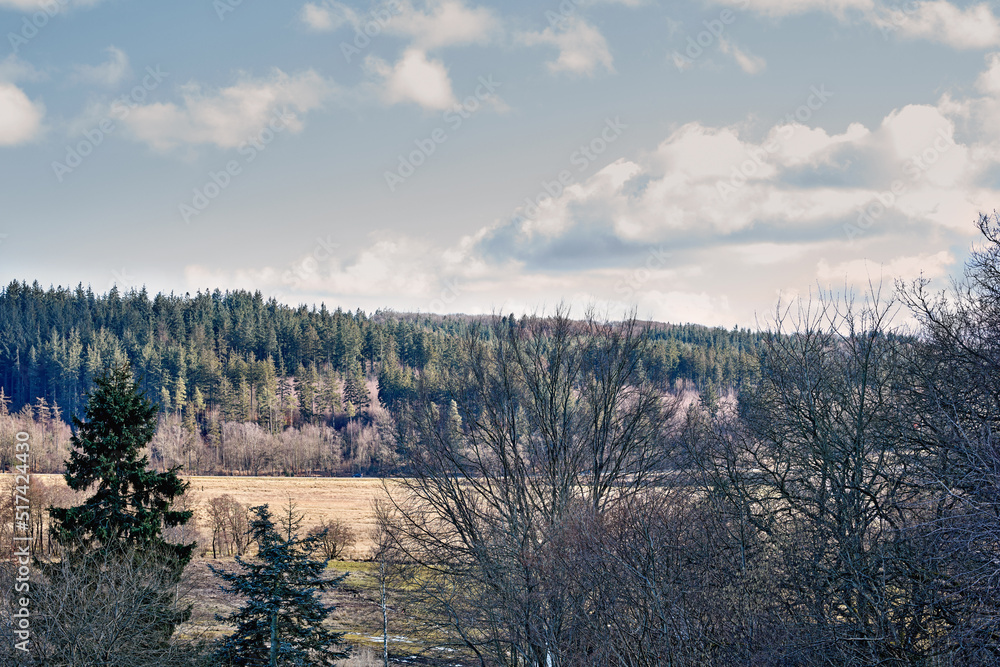 Fototapeta premium Landscape of a lush green forest in summer. Wild leaves, trees and plants in a peaceful and secluded environment outdoors in nature. A magical hiking spot for discovery, adventure and exploration
