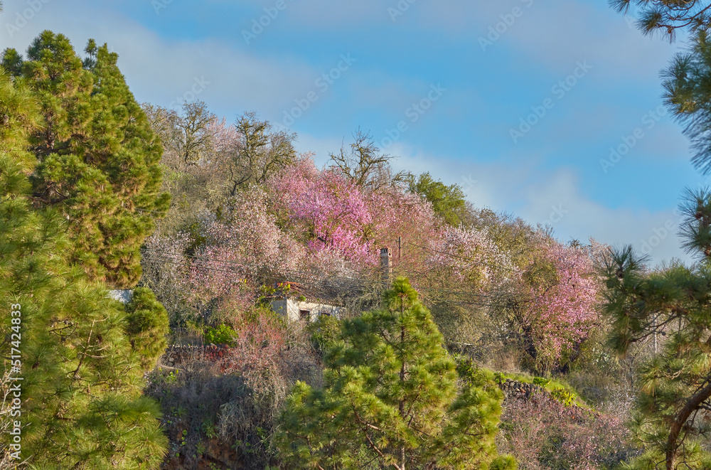 Secluded cabin in a green field of colors with copyspace. Vibrant bushes growing around abandoned house in a private estate. Peaceful morning with trees weaving beauty of nature into everyday life